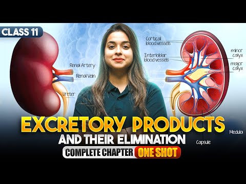 Excretory Products and Their Elimination in One Shot NCERT Class 11 Biology Full Chapter Revision - Mathematics video for Grade 11