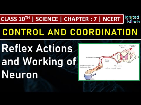 Class 10th Science Reflex Actions Working of Neuron Chapter 7 Control Coordination NCERT - Science video for Grade 10