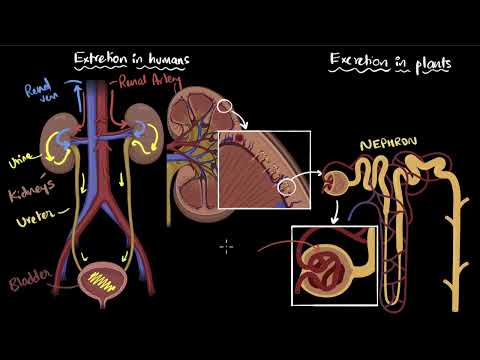 Excretion in humans and plants Life processes Class 10 Biology Khan Academy - Science video for Grade 10