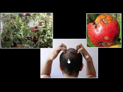 Autotrophs heterotrophs nutrition modes Life processes Biology Khan Academy - Biology video for Grade 9