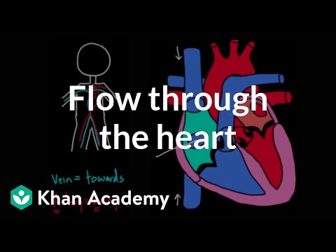 Flow through the heart Circulatory system physiology NCLEX-RN Khan Academy - Science video for Grade 10
