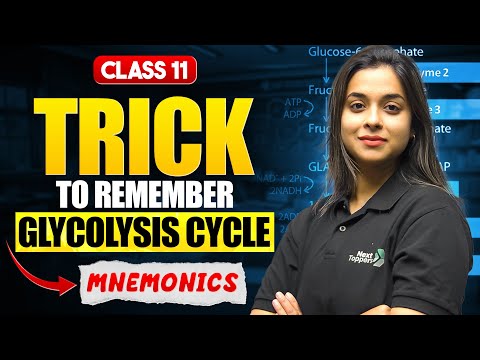 Glycolysis Cycle Trick Glycolysis Mnemonics Class 11 Biology CBSE 2025-26 - Biology video for Grade 11