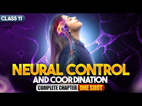Neural Control and Coordination Class 11 One Shot NCERT Biology Full Chapter Explanation - Biology video for Grade 11