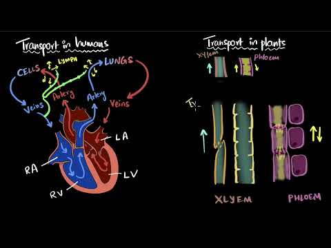 Transportation in humans plants Life processes Class 10 Biology Khan Academy - Science video for Grade 10