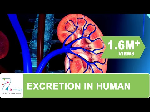 Excretion in human - Science video for Grade 10