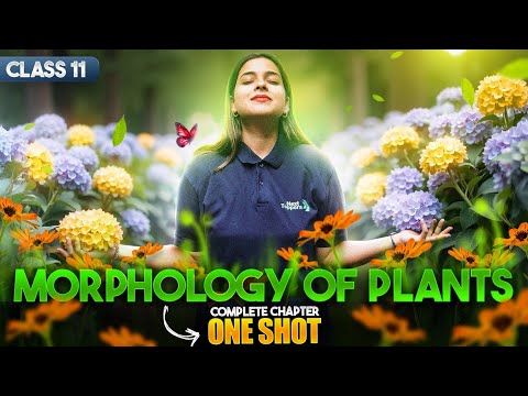 Morphology of Flowering Plants Class 11 One Shot Class 11th Biology Chapter-5 CBSE 2025-26 - Biology video for Grade 11