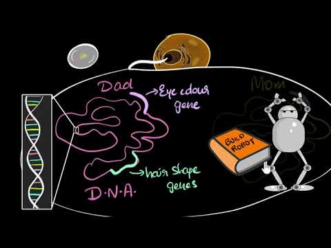 Genes, DNA chromosomes Heredity Evolution Biology Khan Academy - Science video for Grade 10