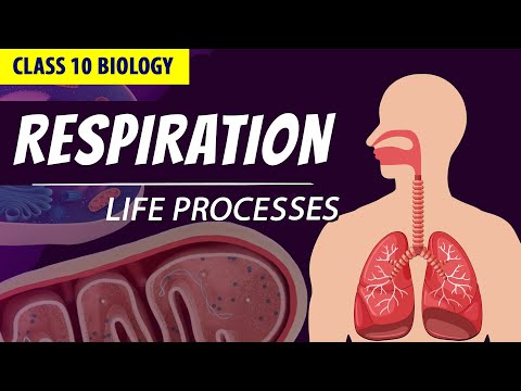 CLASS 10 LIFE PROCESSES FULL CHAPTER Animation PART - 2 NCERT Science chapter 6 Respiration - Science video for Grade 10