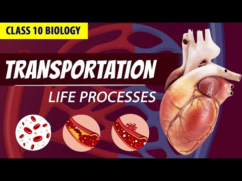 CLASS 10 LIFE PROCESSES FULL CHAPTER Animation PART - 3 NCERT Science ch 6 Transportation - Science video for Grade 10