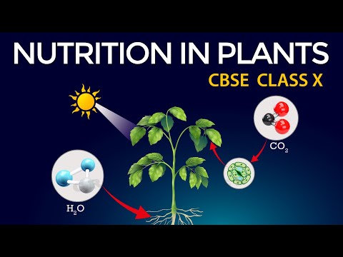 Life processes Animated class10 Biology Class 10 Science Chapter 6 CBSE NUTRITION IN PLANTS - Science video for Grade 10