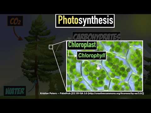 Photosynthesis Life processes Biology Khan Academy - Biology video for Grade 9