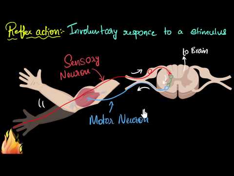 Reflex action reflex arc Control Coordination Biology Khan Academy - Science video for Grade 10