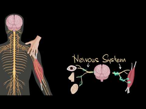 Nervous system central peripheral Control Coordination Biology Khan Academy - Science video for Grade 10