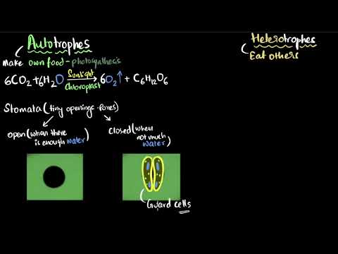 Autotrophic and heterotrophic nutrition Life processes Class 10 Biology Khan Academy - Science video for Grade 10