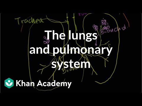 The lungs and pulmonary system Health Medicine Khan Academy - Science video for Grade 10