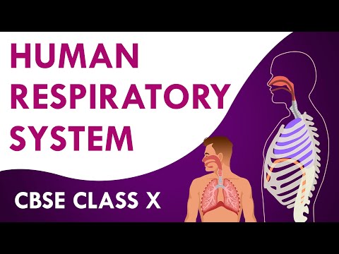 Human Respiratory System Class 10th Biology NCERT class 10 CBSE Syllabus Life processes - Science video for Grade 10
