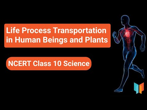 Life Process Transportation in Human Beings and Plants Class 10 Science - Science video for Grade 10