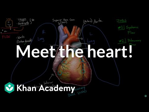 Meet the heart! Circulatory system physiology NCLEX-RN Khan Academy - Science video for Grade 10