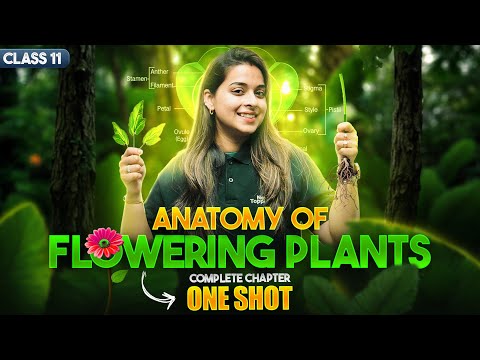 Anatomy of Flowering Plants Class 11 One Shot NCERT Biology Full Chapter Revision CBSE 2025-26 - Biology video for Grade 11