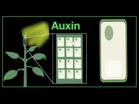 Major plant hormones how to remember Control Coordination Biology Khan Academy - Science video for Grade 10
