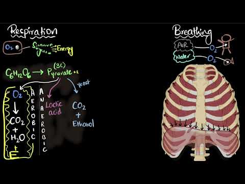 Respiration breathing Life processes Class 10 Biology Khan Academy - Science video for Grade 10