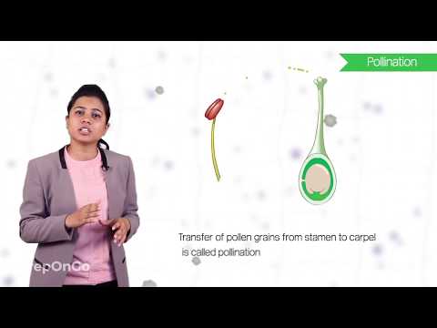 How do Organisms Reproduce -9 Sexual reproduction in flowering plants CBSE Class 10 - Science video for Grade 10