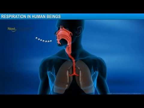 CBSE X Life Processes - Respiration in Human Beings - Science video for Grade 10