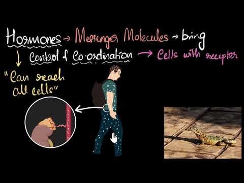 Hormones Intro working Control Coordination Biology Khan Academy - Science video for Grade 10