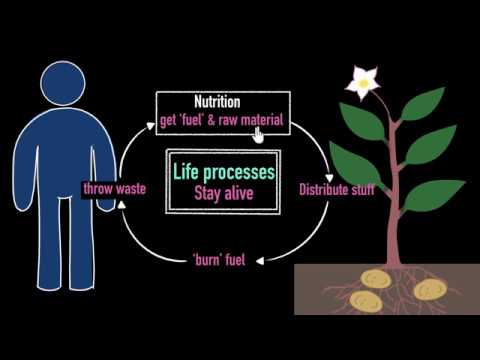 Intro to life processes Life processes Biology Khan Academy - Biology video for Grade 9