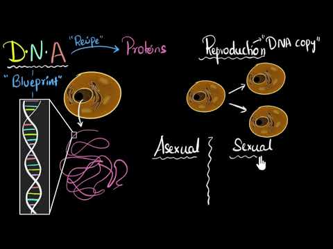 Reproduction, DNA, sexual asexual How do organisms reproduce Biology Khan Academy - Science video for Grade 10