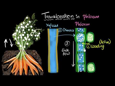 Phloem translocation Life processes Biology Khan Academy - Biology video for Grade 10