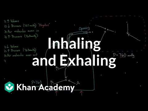 Inhaling and exhaling Respiratory system physiology NCLEX-RN Khan Academy - Science video for Grade 10