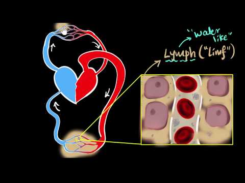 Lymph, lymph nodes, lymphatic system Life processes Biology Khan Academy - Biology video for Grade 10