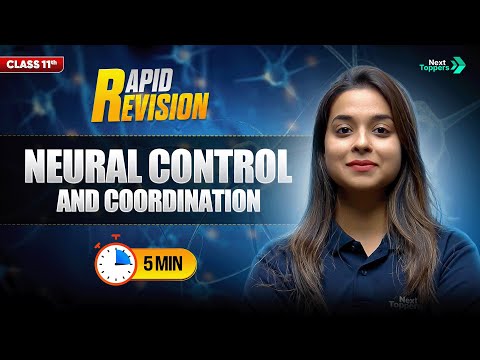 Neural Control and Coordination CBSE Class 11th Biology Full Chapter in 5 Mins Rapid Revision - Biology video for Grade 11