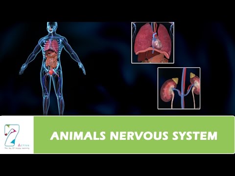 ANIMALS NERVOUS SYSTEM - Science video for Grade 10