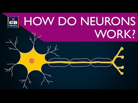 How do neurons work ? control and coordination 10th Biology CBSE NCERT class 10 Xth Science - Science video for Grade 10