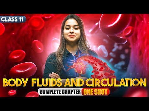 Body Fluids and Circulation Class 11 One Shot Class 11 Biology Full Chapter Revision CBSE 2025-26 -  video for Grade 10