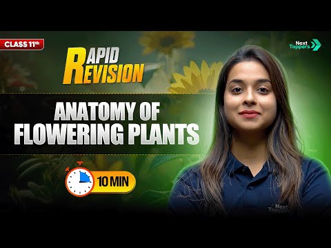 Anatomy of Flowering Plants CBSE Class 11 Biology Rapid Revision Full Chapter in Mins - Biology video for Grade 11