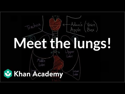 Meet the lungs Respiratory system physiology NCLEX-RN Khan Academy - Science video for Grade 10