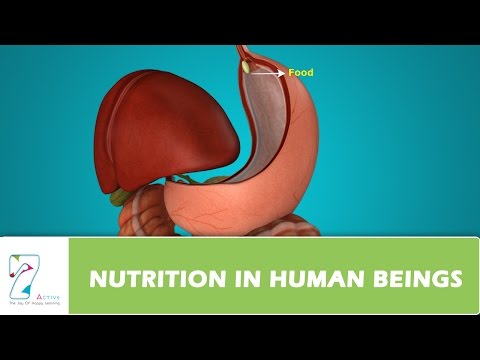 NUTRITION IN HUMAN BEINGS - Science video for Grade 10