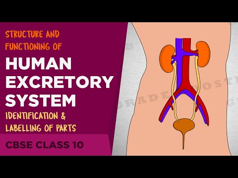 Human excretory system Life Processes CBSE Class 10 Science Syllabus NCERT Class 10 Biology - Science video for Grade 10