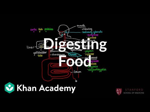 Digesting Food - Biology video for Grade 9