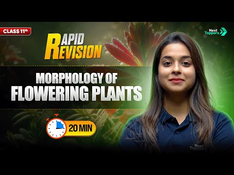 Morphology of Flowering Plants CBSE Class 11 Biology Full Chapter in 20 Mins Rapid Revision - Biology video for Grade 11