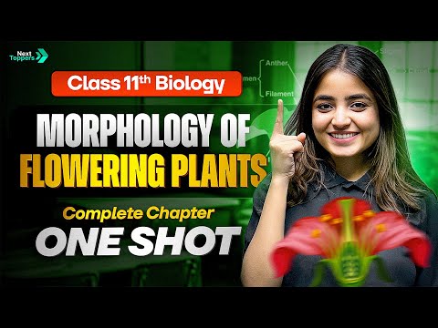 Morphology of Flowering Plants Class 11 One Shot 11th Biology Chapter-5 Revision CBSE 2025-26 - Biology video for Grade 11